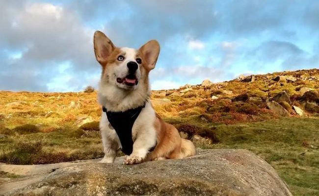 Doggy member Hovis, the Pembroke Welsh Corgi sitting on a large stone on the moors staring out into the distance with a dramatic sky behind him