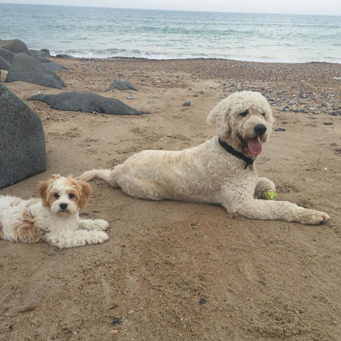 Baxter and Roxy are lying on a beach. Baxter is several times the size of his friend.