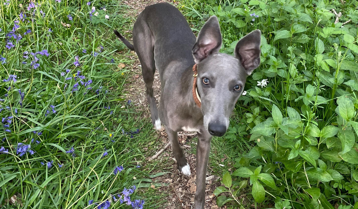 A slim, grey, short-haired dog with a long, narrow muzzle, large, erect, triangular ears, gorgeous green eyes and a black nose, is running through a small footpath lined with green bushes and bluebells.