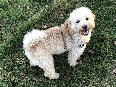 Doggy member Chica