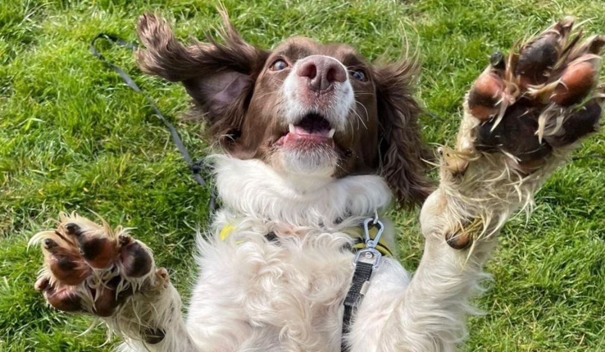 Doggy member Jake, the English Springer Spaniel, jumping for joy with his paws up in the air!