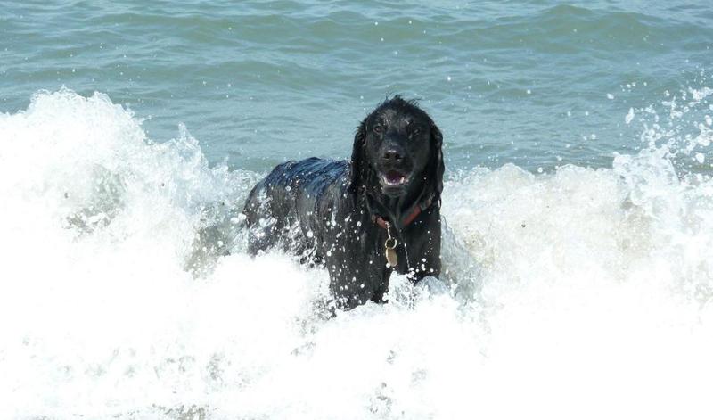 A black dog enjoying the waves on the beach