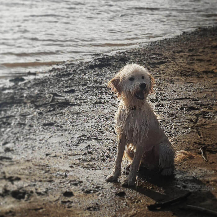 Stanley is quite damp, he's sitting on the beach so he's probably just come out of the sea.