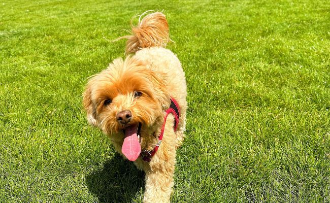 Doggy member Teddy, the Maltipoo, trotting happily towards her owner with her tail softly swinging side to side and her tongue hanging out as she smiles