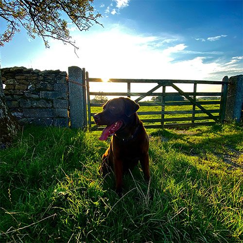Brown Labrador standing in front of gate in the countryside