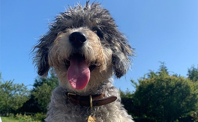 A cockapoo with his tongue out on a blue sky day