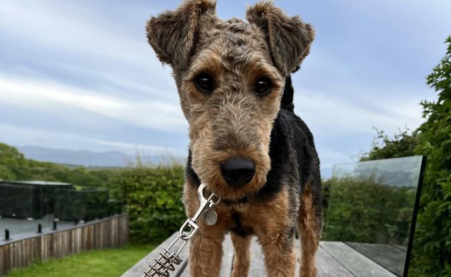 Griff, the Welsh Terrier
