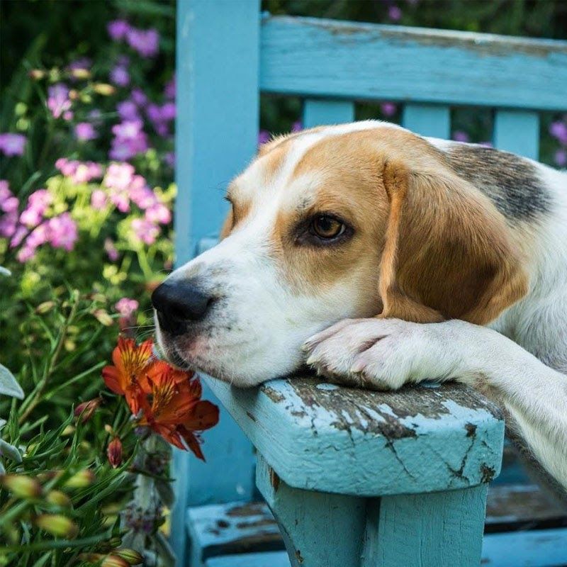 Doggy member Ludo