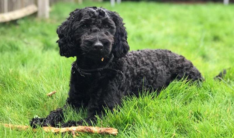 How to have a dog friendly BBQ