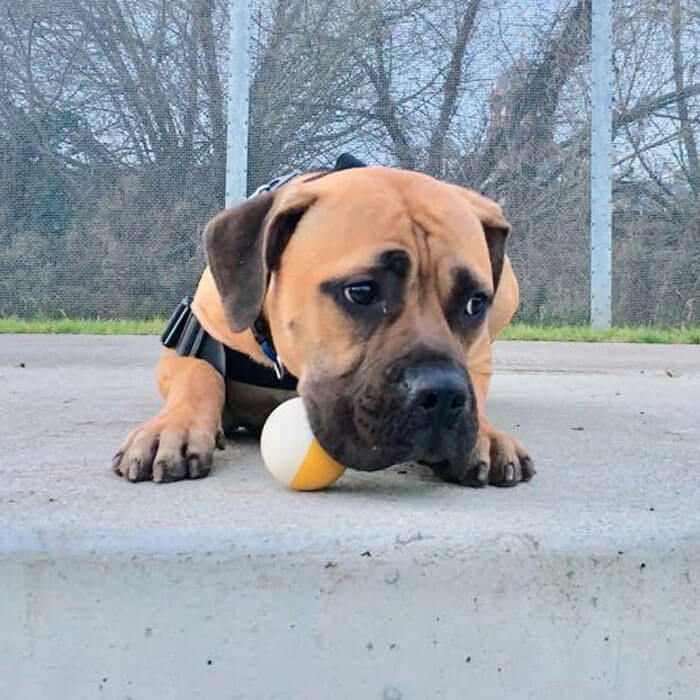 A short-haired dog with a wide face and a slightly worried expression is guarding a yellow and white ball in a park