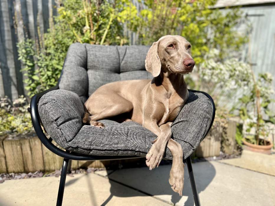 Lagertha, the majestic Weimaraner is lying on a large, cushioned garden chair with her paws crossed elegantly, waiting for her dog sitter.
