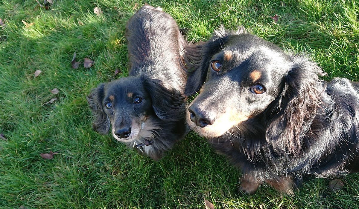 Tommy and Biggins, the mini Dachshunds