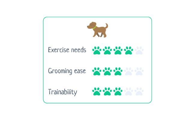 Norwegian Elkhound  Exercise needs 4/5; Grooming ease 3/5; Trainability 3/5