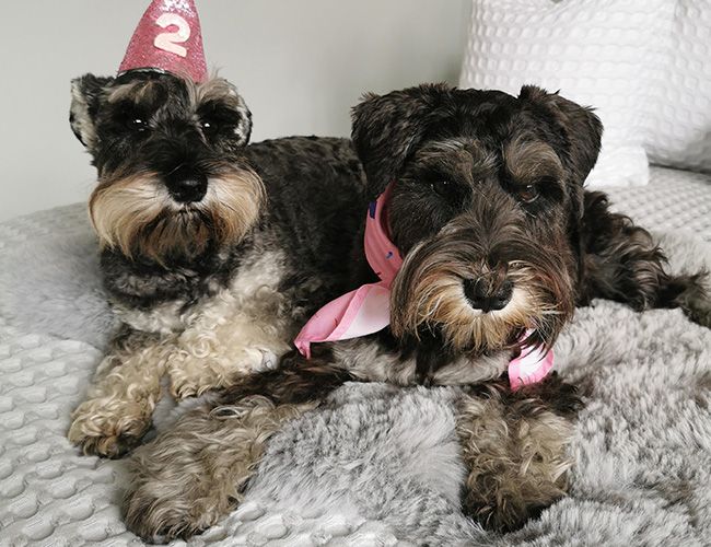 Two dark haired dogs with paler patches and impressive moustaches lie on a bed. One is wearing a birthday hat with a 2 on it, the other has a pink neckerchief