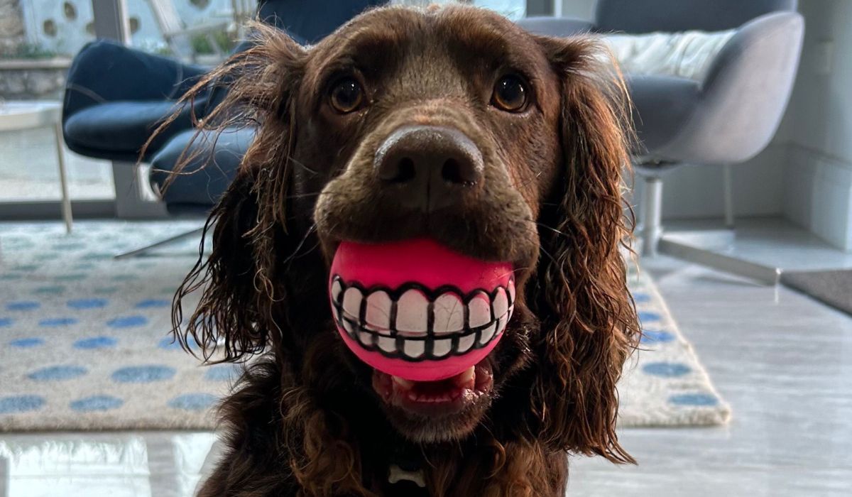 A cocker spaniel holding a ball in their mouth with a teeth design so it looks like the dog has a human grin!