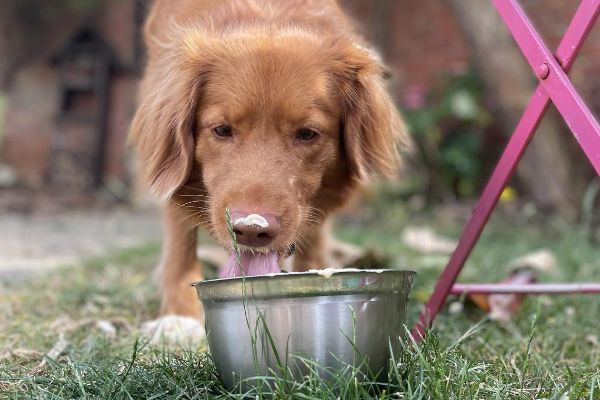 Hollie the Nova Scotia Duck Tolling Retriever licking her bowl clean in the garden