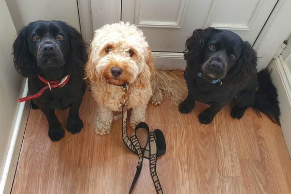 Two black American Cocker Spaniels standing beside a golden Cockapoo, all waiting patiently by the front door ready for walkies