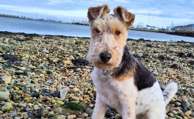 Doggy member Mabel, the Wire Fox Terrier sitting on a pebbled bay on a quiet day