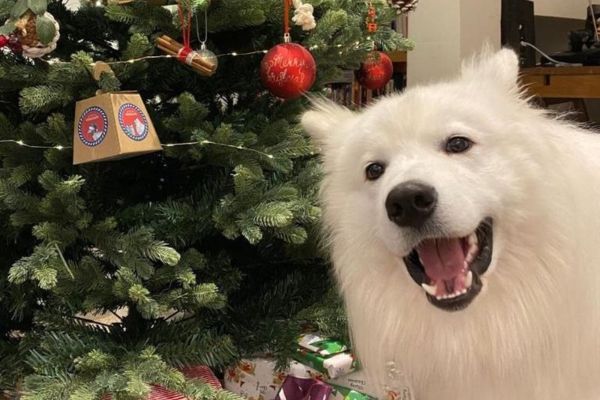 A very happy Samoyed photobombing a Christmas tree photo