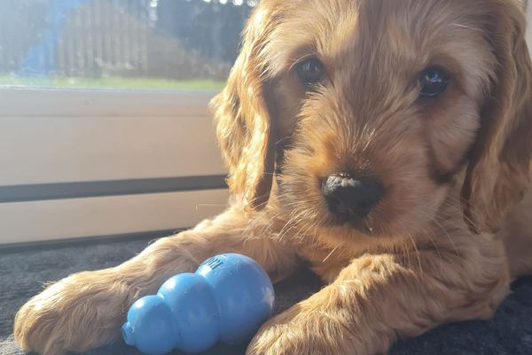 Logan, the cockapoo with a Kong chew toy