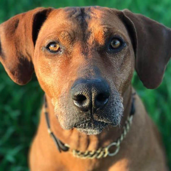 are rhodesian ridgebacks standoffish dogs