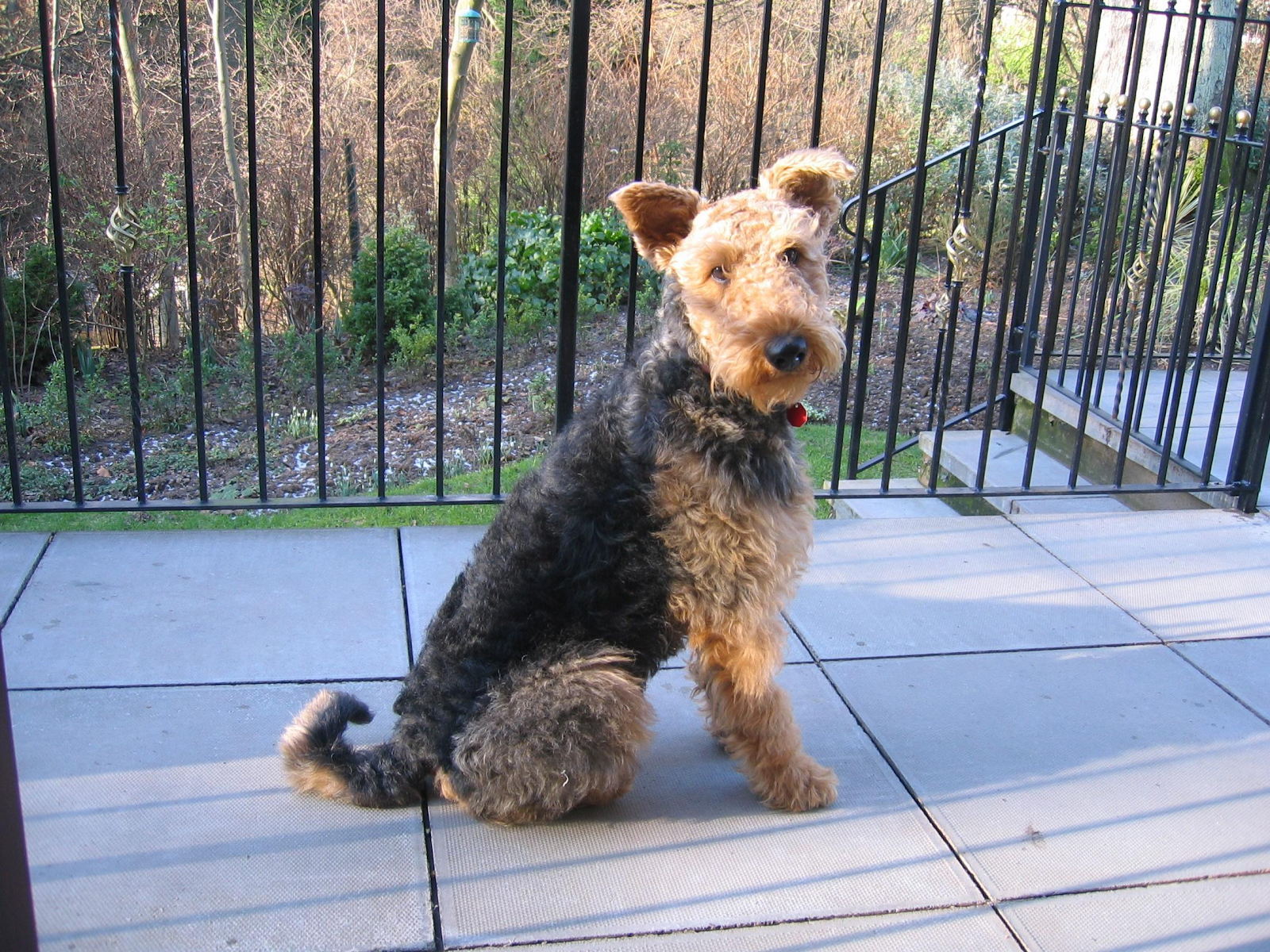 Rufus is sitting on a paved area in front of railings. He has a black and tan curly coat and triangular ears.