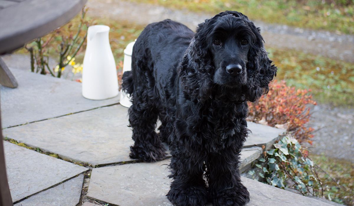 Selma, a glossy black spaniel, stands in a garden