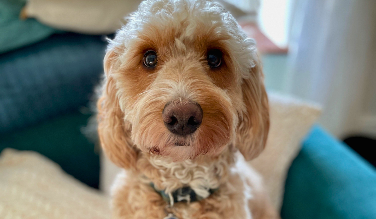Doggy member Murphy, the Cockapoo, sits on the sofa looking at the camera with adoring eyes
