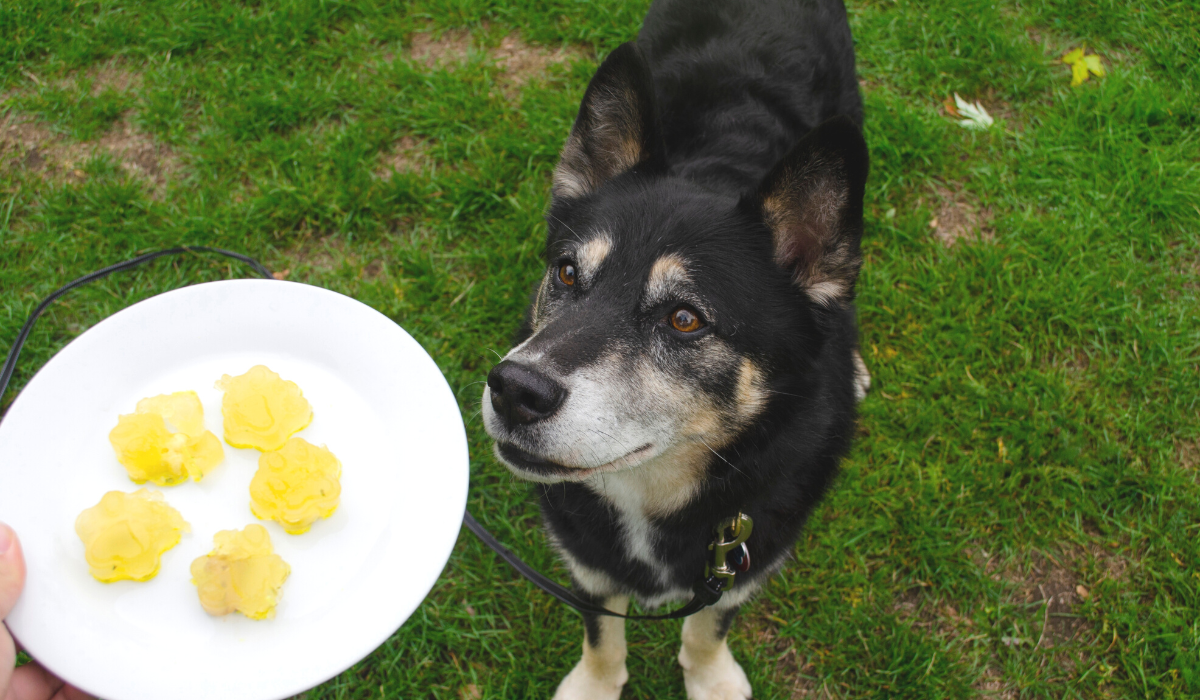 A gorgeous black dog with tan and white markings is waiting patiently for the plate of yellow jelly treats coming their way.