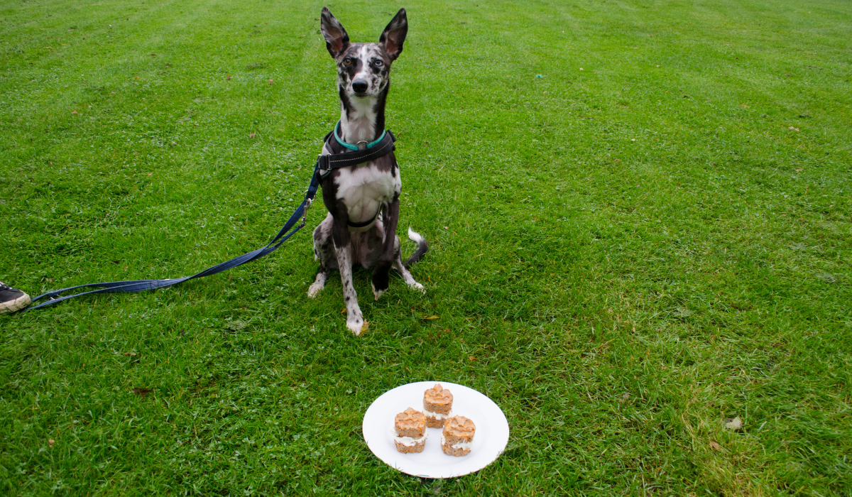 A beautiful, speckled dog sits in front of a plate of Carrot Pupcakes waiting for the command to dive in for one.
