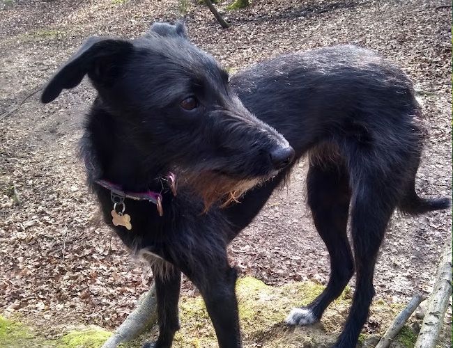 A medium sized, black, slim dog with a long nose and rough coat is standing in the woods looking forward to exploring