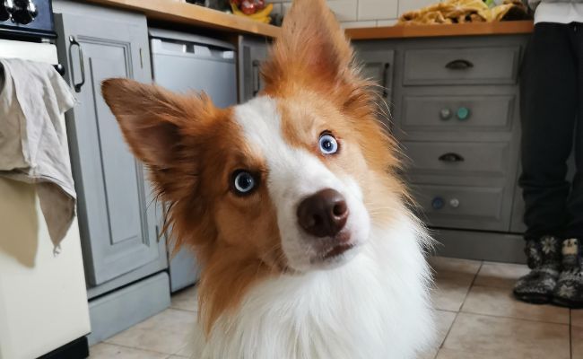 Doggy member Erza, the Welsh Collie sitting in the kitchen with her head tilted and her bright blue eyes staring directly at the camera