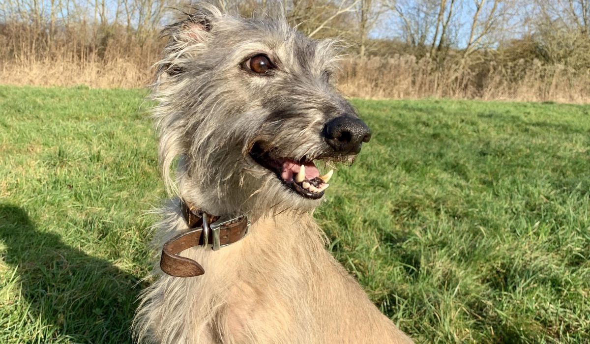 A happy, grey Lurcher sitting in a field on a sunny day