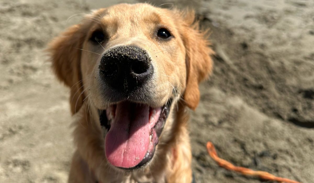A very happy Golden Retriever with a sandy nose after a beach adventure