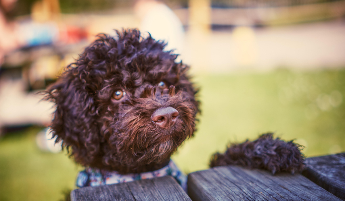A cute, curly brown dog is peering over the picnic table with pleading eyes and one paw on the table, eagerly awaiting to get their paws on something tasty!