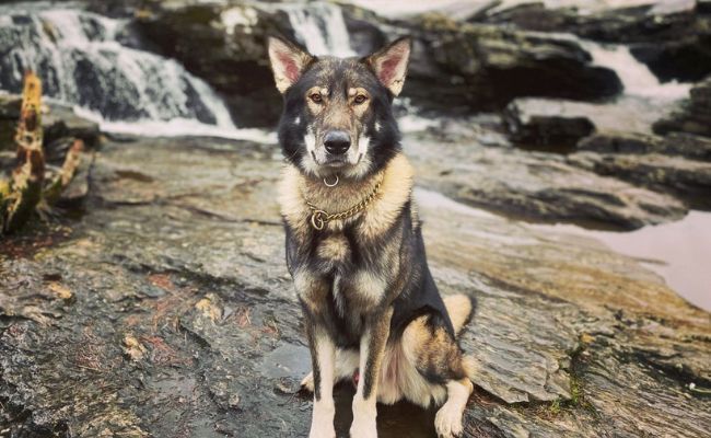 Doggy member Shadow, the Cross Breed sitting in front of small waterfalls