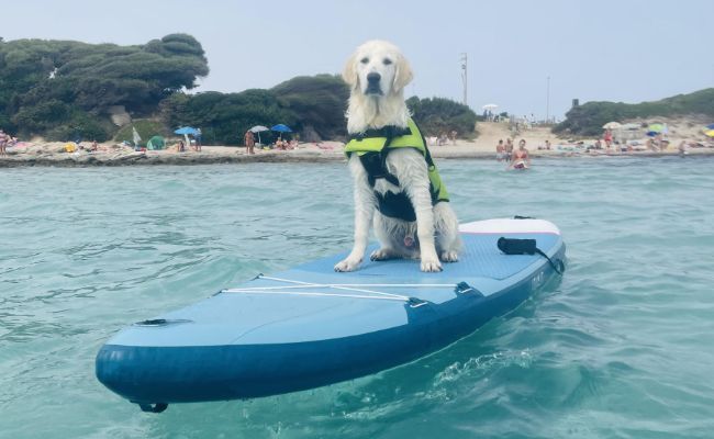 Loki the Golden Retriever wearing a yellow doggy life jacket sitting on a paddleboard on the calm sea
