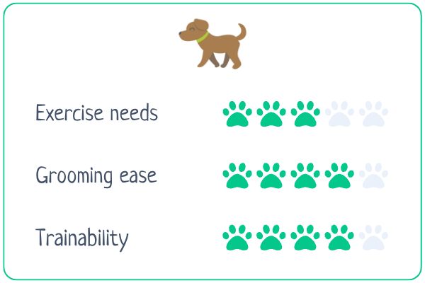 Exercise needs 3/5, grooming ease 4/5, trainability 4/5