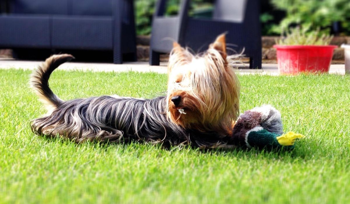 A small black and tan dog lies on the grass playing with a duck toy