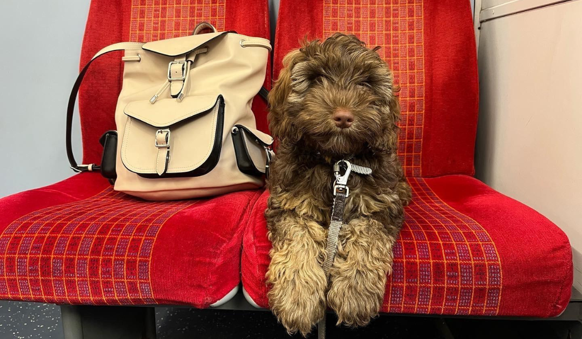 An adorable, chocolate, fluffy pooch is sitting quietly on the seat of a train next to their humans bag, enjoying the journey.