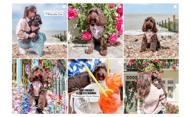 Ruby the chocolate Cockapoo's instagram feed