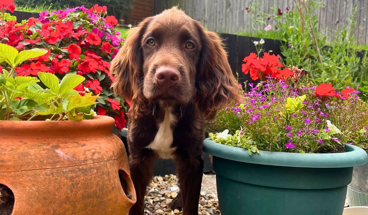 Doggy member Harley, the Sprocker, investigating his dog sitter's garden
