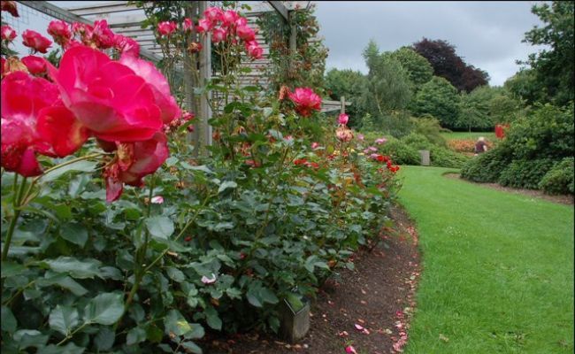 The rose gardens at Dixon Park, Belfast