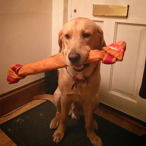 Doggy member Jack with a huge bone toy