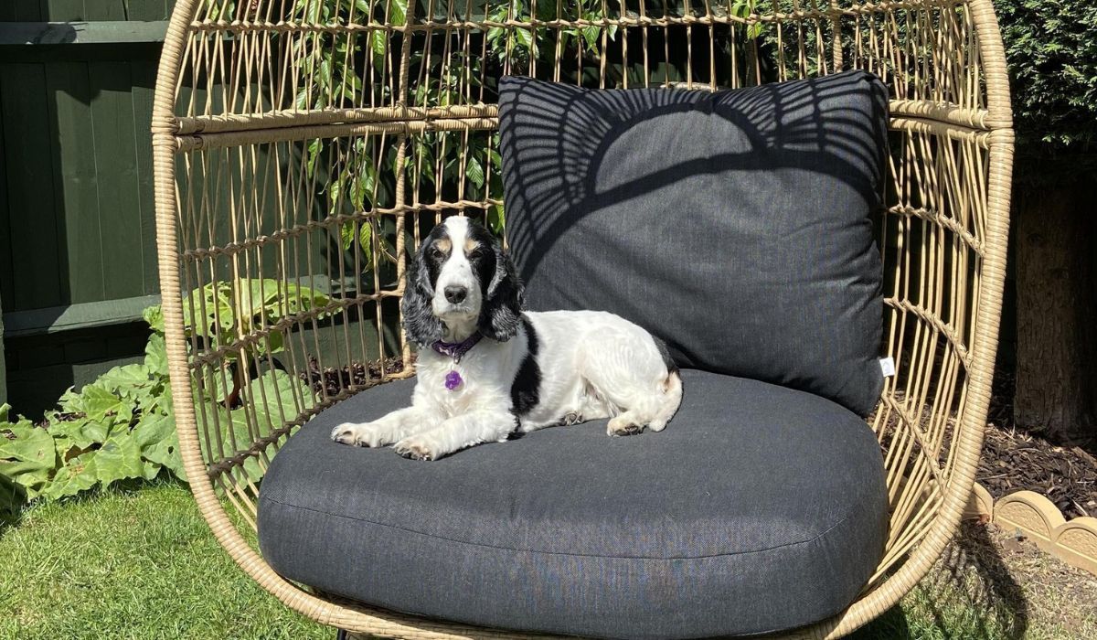 Doggy member Amy, the Cocker Spaniel, sitting on a large garden egg chair, enjoying the sunshine