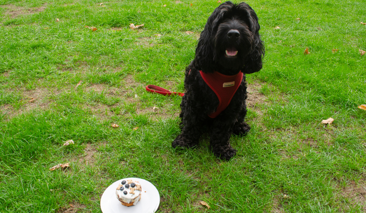A black, fluffy pup sits next to a cake on a plate, the dog is focused on waiting for a command to tuck in!