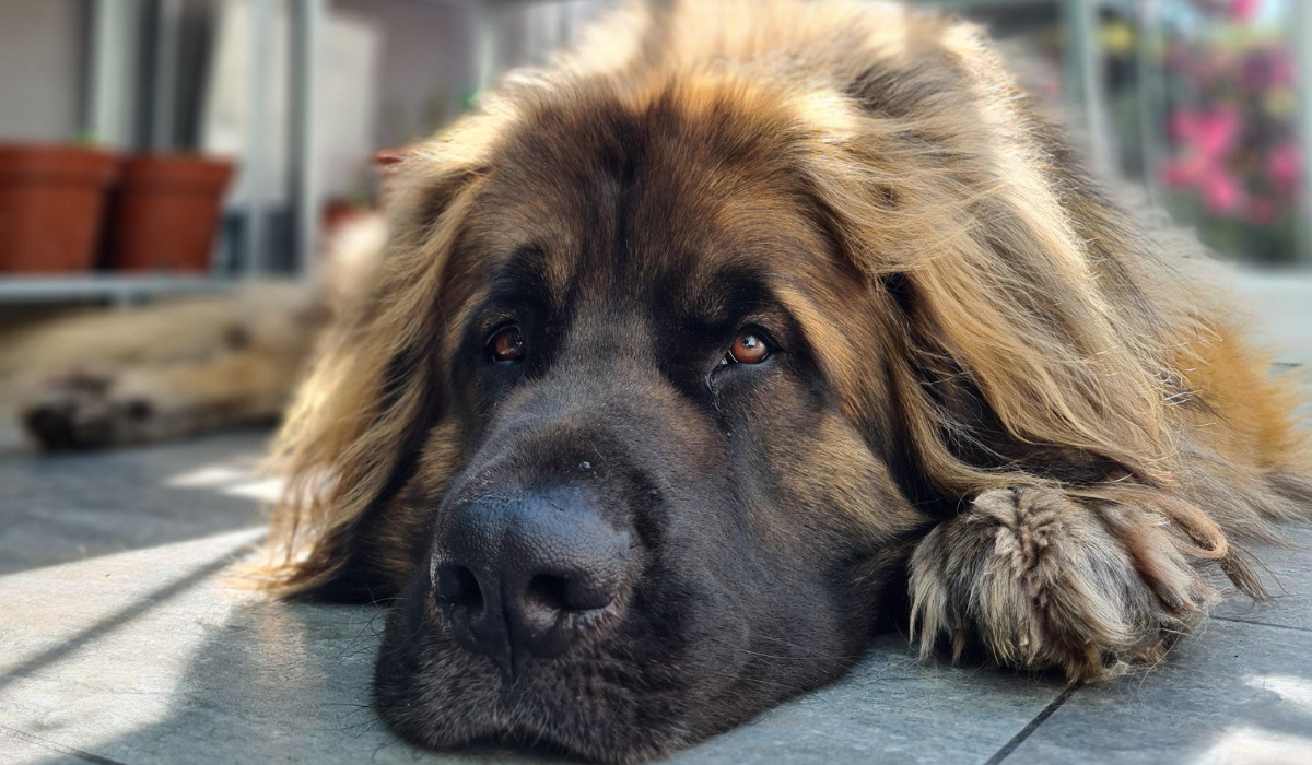 A large, shaggy pooch with golden hair and black markings on their face lies resting their head on the floor. They have a long muzzle and large black nose, with soft, gentle, brown eyes.