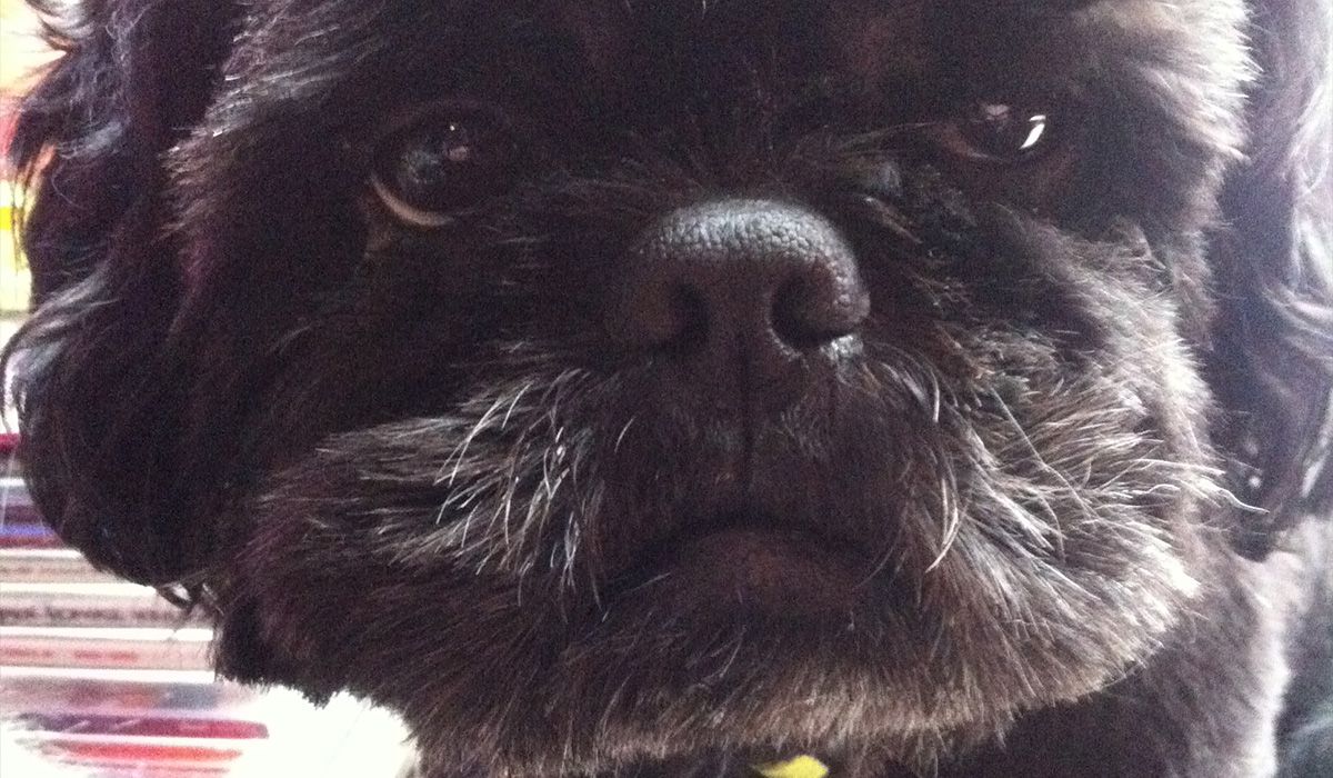 Gizmo stares into the camera. He's a black dog with wavy fur