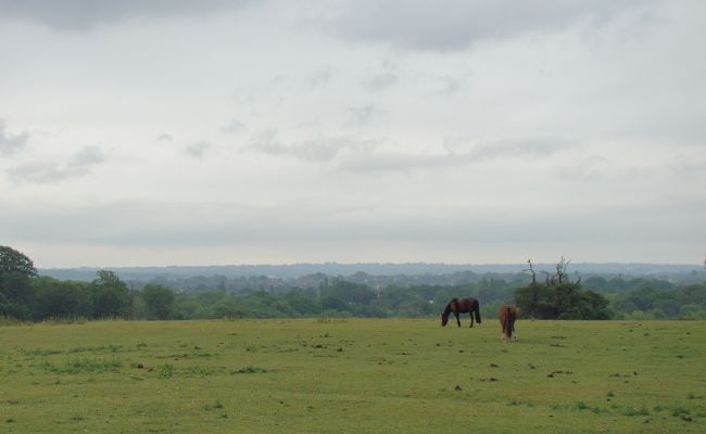 Ponies grazing in the distance on the Hawkwood Estate overlooking Petts Wood