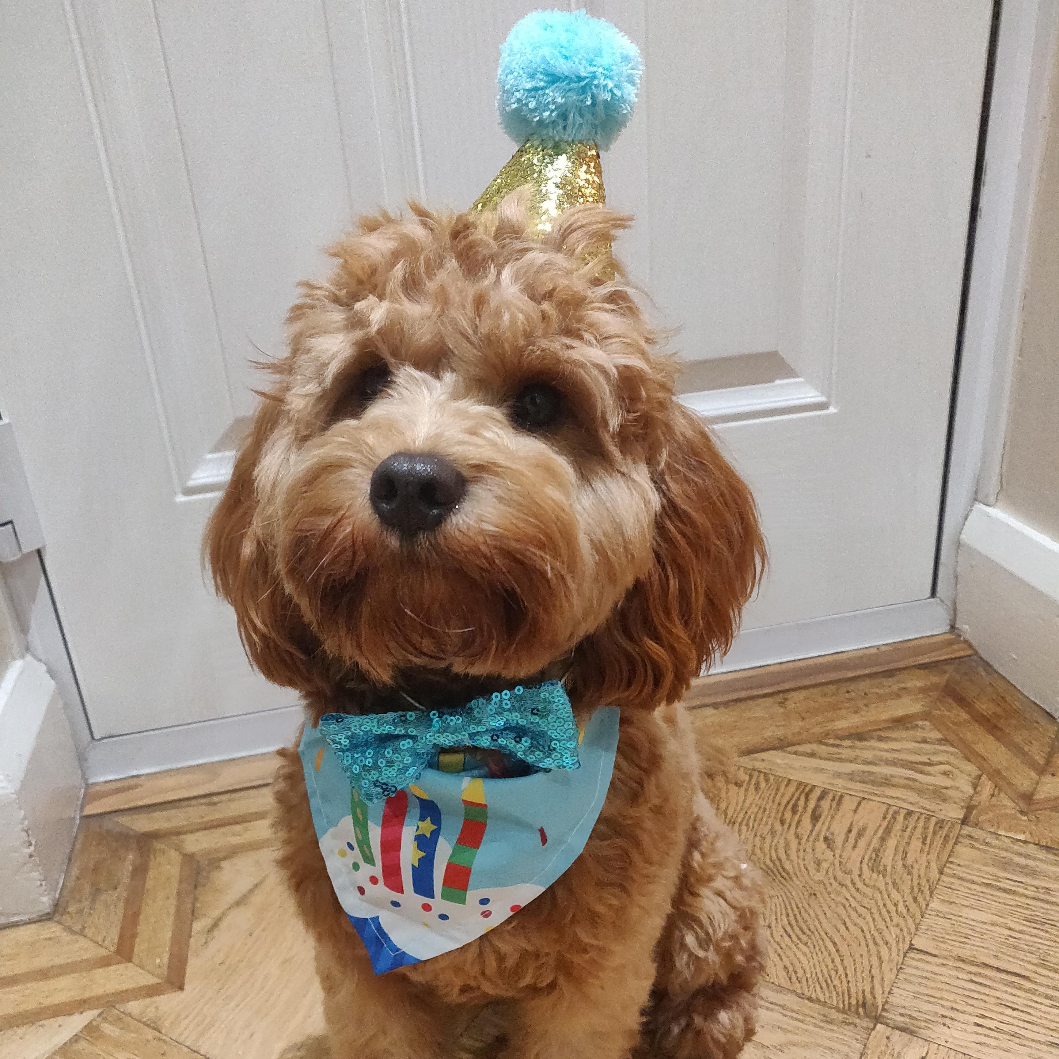 Cavachon wearing a party hat and bib